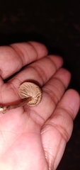 Paragymnopus