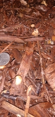 Paragymnopus