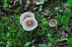 Mycena abramsii
