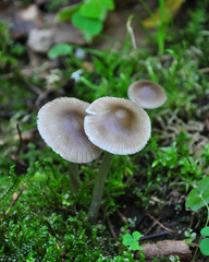 Mycena abramsii