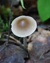 Mycena abramsii