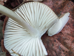 Mycena abramsii