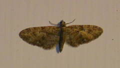 Eupithecia abbreviata