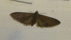 Eupithecia abbreviata