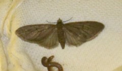 Eupithecia abbreviata