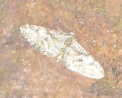 Eupithecia abbreviata