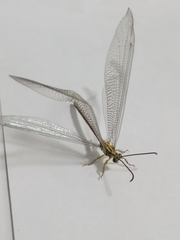 Banyutus lethalis