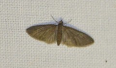 Eupithecia abbreviata