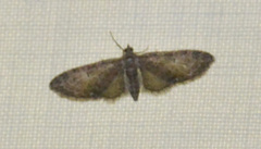 Eupithecia abbreviata