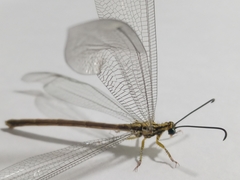 Banyutus lethalis