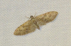 Eupithecia abbreviata