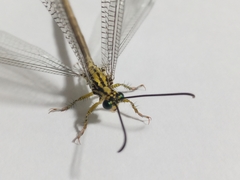 Banyutus lethalis