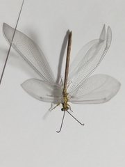 Banyutus lethalis