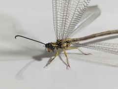 Banyutus lethalis