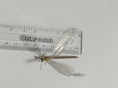 Banyutus lethalis