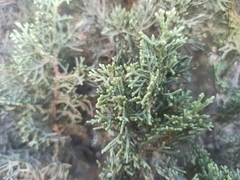 Cupressus sempervirens
