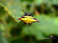 Gasteracantha sauteri