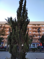 Cupressus sempervirens
