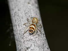 Rudakius cinctus