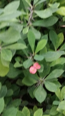 Euphorbia milii
