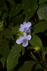 Barleria terminalis