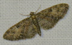 Eupithecia abbreviata