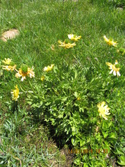Ranunculus peduncularis