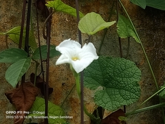 Trichosanthes scabra