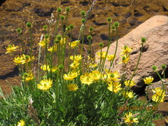 Ranunculus peduncularis