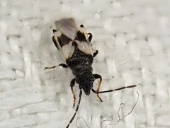 Oxycarenus arctatus