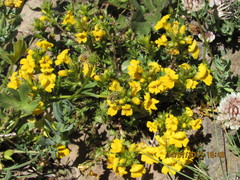 Euphrasia chrysantha