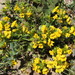 Euphrasia chrysantha - Photo (c) Santiago Martín-Bravo, μερικά δικαιώματα διατηρούνται (CC BY), uploaded by Santiago Martín-Bravo