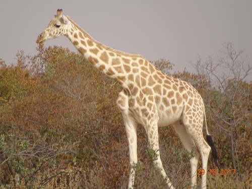 Northern Giraffe