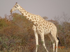 Giraffe photo 4