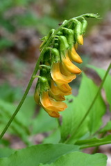 Lathyrus aureus