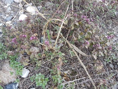 Thymus altaicus