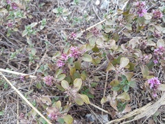 Thymus altaicus
