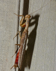 Galepsus