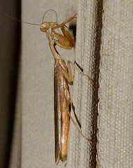 Galepsus
