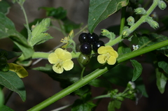 Verbascum coromandelianum
