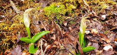 Pterostylis venosa