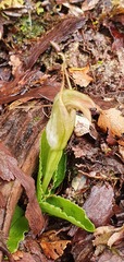Pterostylis venosa