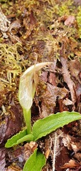 Pterostylis venosa