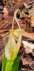 Pterostylis venosa