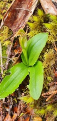 Pterostylis venosa