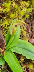 Pterostylis venosa