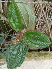 Miconia australis