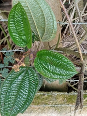 Miconia australis