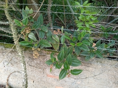 Miconia australis