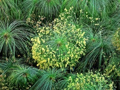 Cyperus papyrus